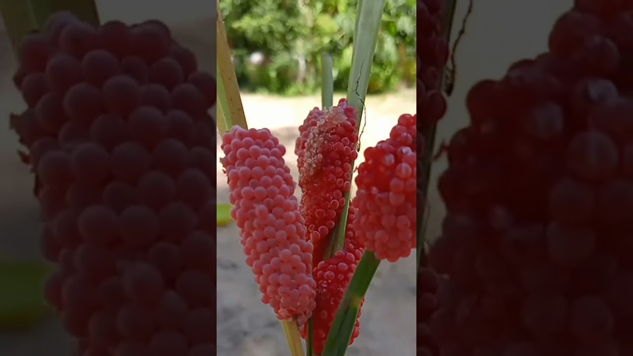 Evolution of Thai snail eggs in rice plants