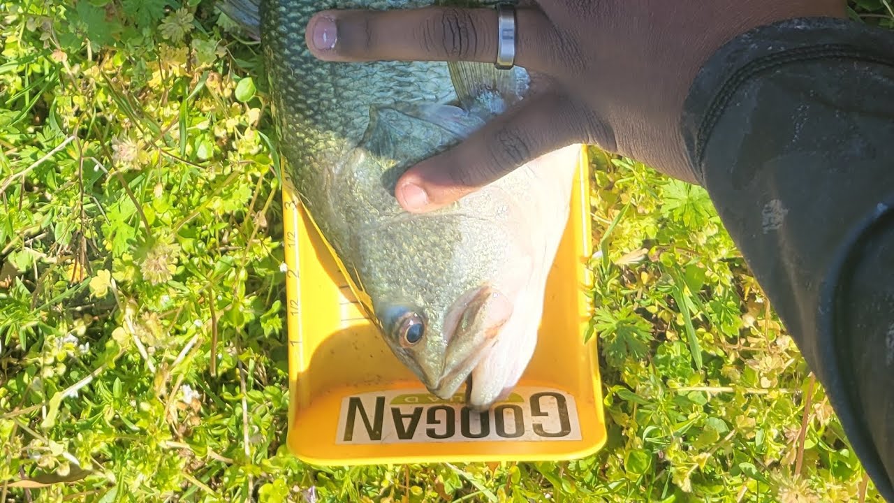 Fishing Shorts Mash Up fishing fish YouTube