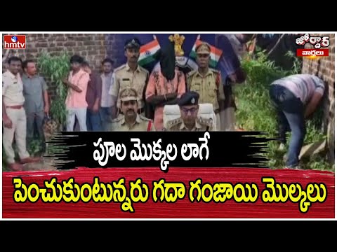 Jordar varthalu :పూల మొక్కల లాగే పెంచుకుంటున్నరు గదా గంజాయి మొల్కలు | hmtv