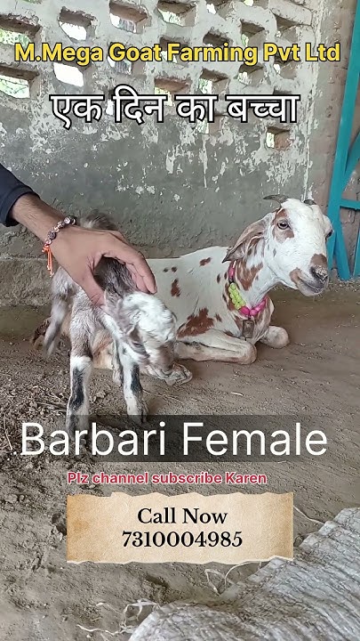 How To Start Goat Farming Business Ll Goat Farming In India YouTube how-to-start-goat-farming-business-ll-goat-farming-in-india-youtube