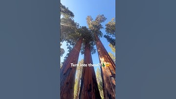 How Sequoias Grow: From Tiny Cone to the Largest Tree on Earth 🌲