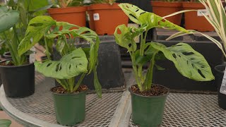 Tropical House Plants Catalogue N - Z | greengate Calgary