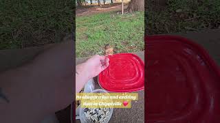 Chippiville always gets me in a great mood ❤️ #handfeeding #wildlife #chipmunk #animallover #cute