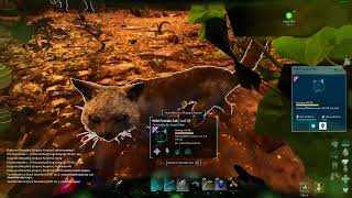 ARK  Survival Ascended Cat Taming Official Server(read description)