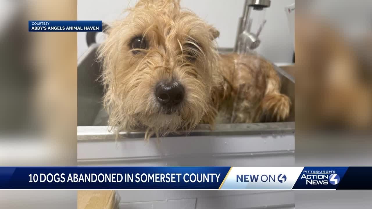 Ten dogs rescued after being abandoned on side road near dam in ...