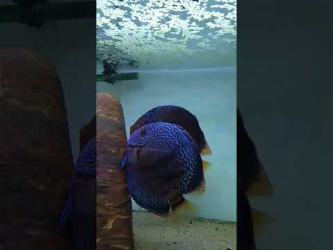 puesta discos #trending #fish #shorts #viral