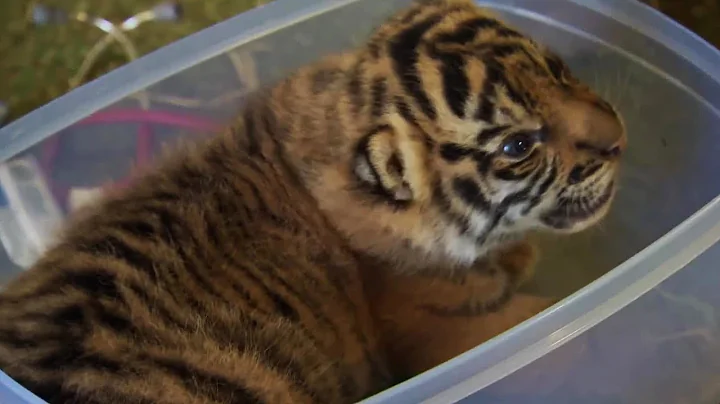 Handraising Twin Tiger Cubs | Tigers About the House | BBC Earth - DayDayNews