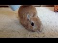うさぎのモキュ様 皆様へ 朝のメッセージ