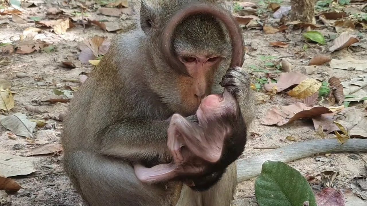 Monkey Anna Gently Smells Her Baby in a Sweet and Heartwarming Jungle ...