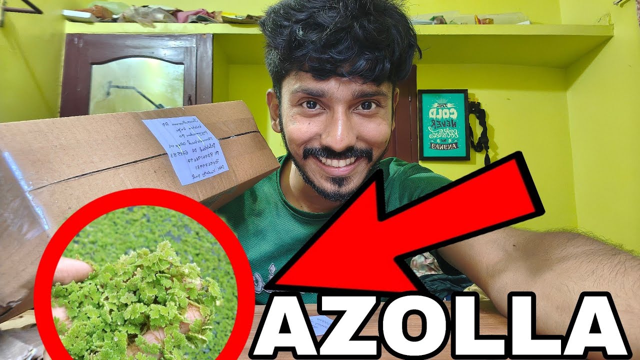 AZOLLA Best food for cattles , hen ,duck 🦆 / Azolla packing available in trending