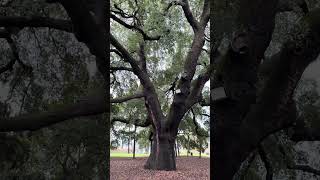 Download Lagu Old Lebanese Castle in Aain Trez MP3