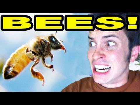 BEE STING!! (laziest vlog series ever 8-20-10)