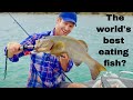 Cooking Coral Trout Nuggets on Paradise Islands | Fishing the Wild NT Ep.3