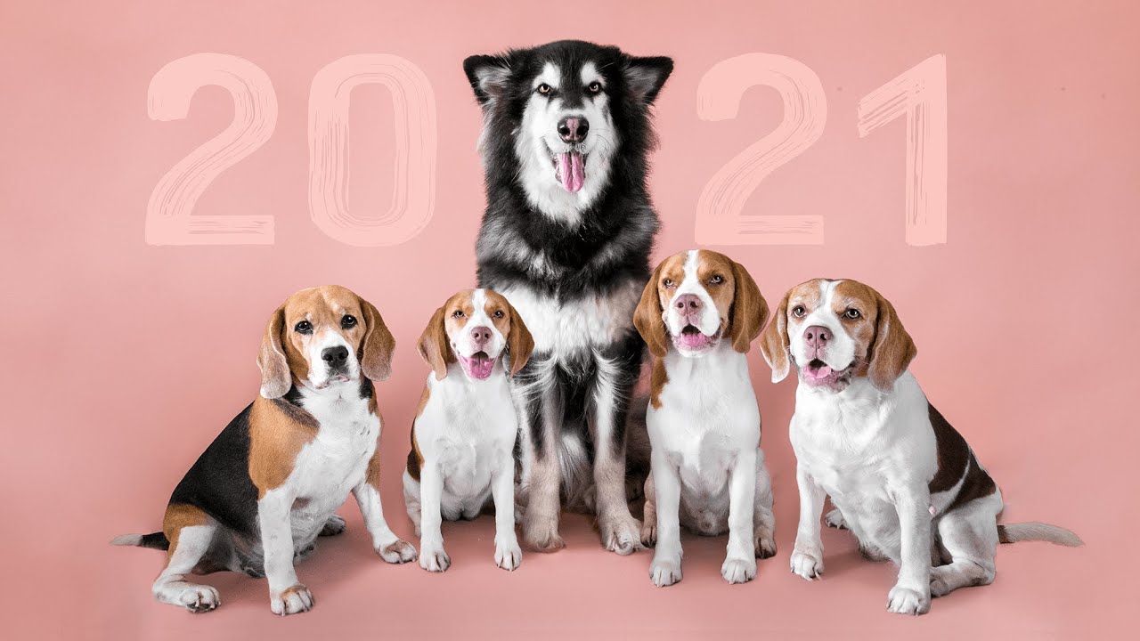 The DOGS in Dogs Travel Life (Music Video) - my year 2021