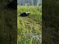 Kjøp fjernstyrt gressklipper med hjul på nett til lav pris #kosiarkastokowa #falciatrice #lawnmower