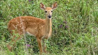 SCOUTING KANSAS PUBLIC LAND!