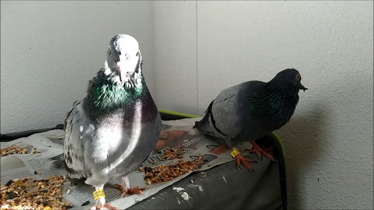 Pico torcido, desalineado o desviado