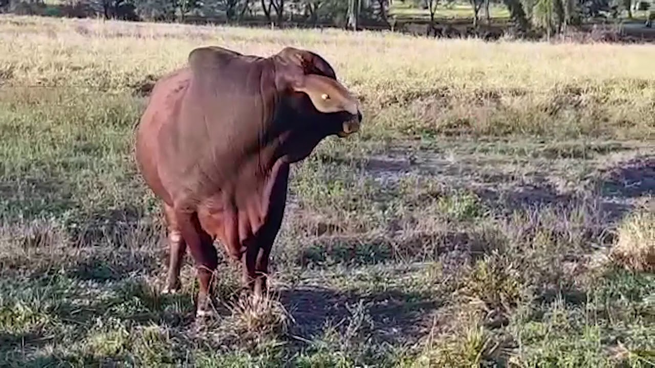 TORO BRAHMAN COLORADO