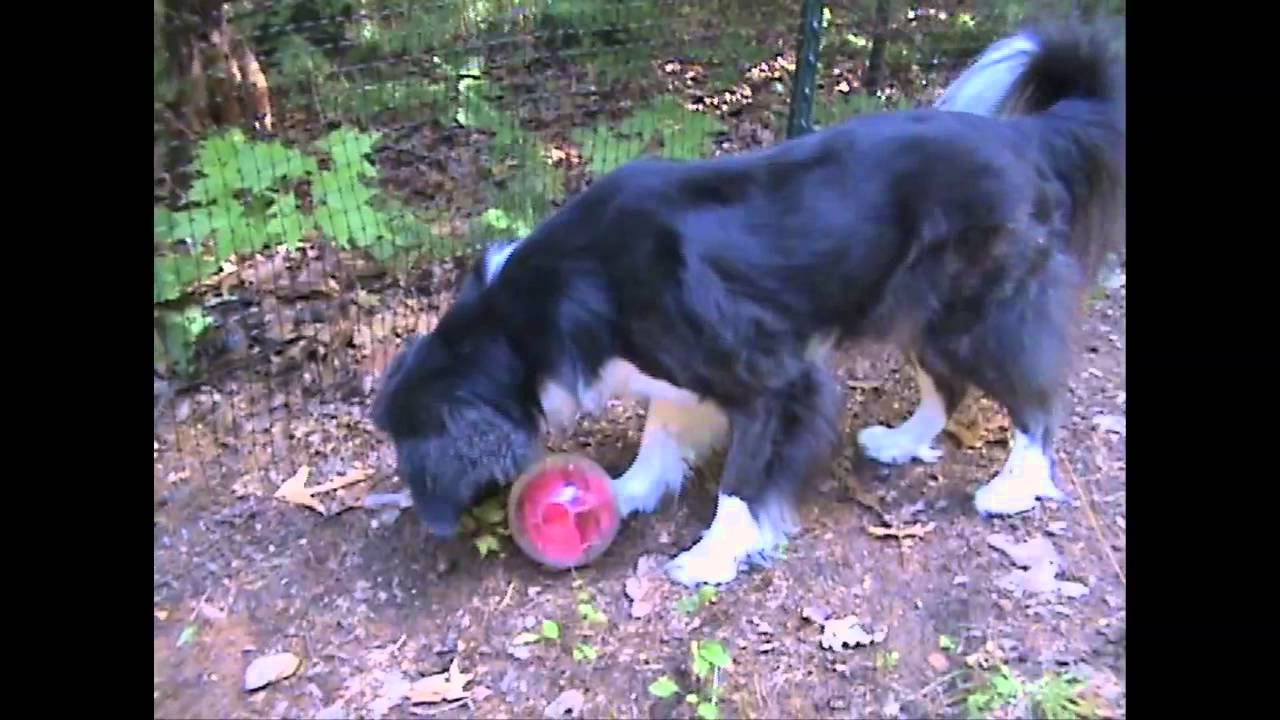 Gracie enjoys the Planet Dog Orbee-Tuff Mazee!