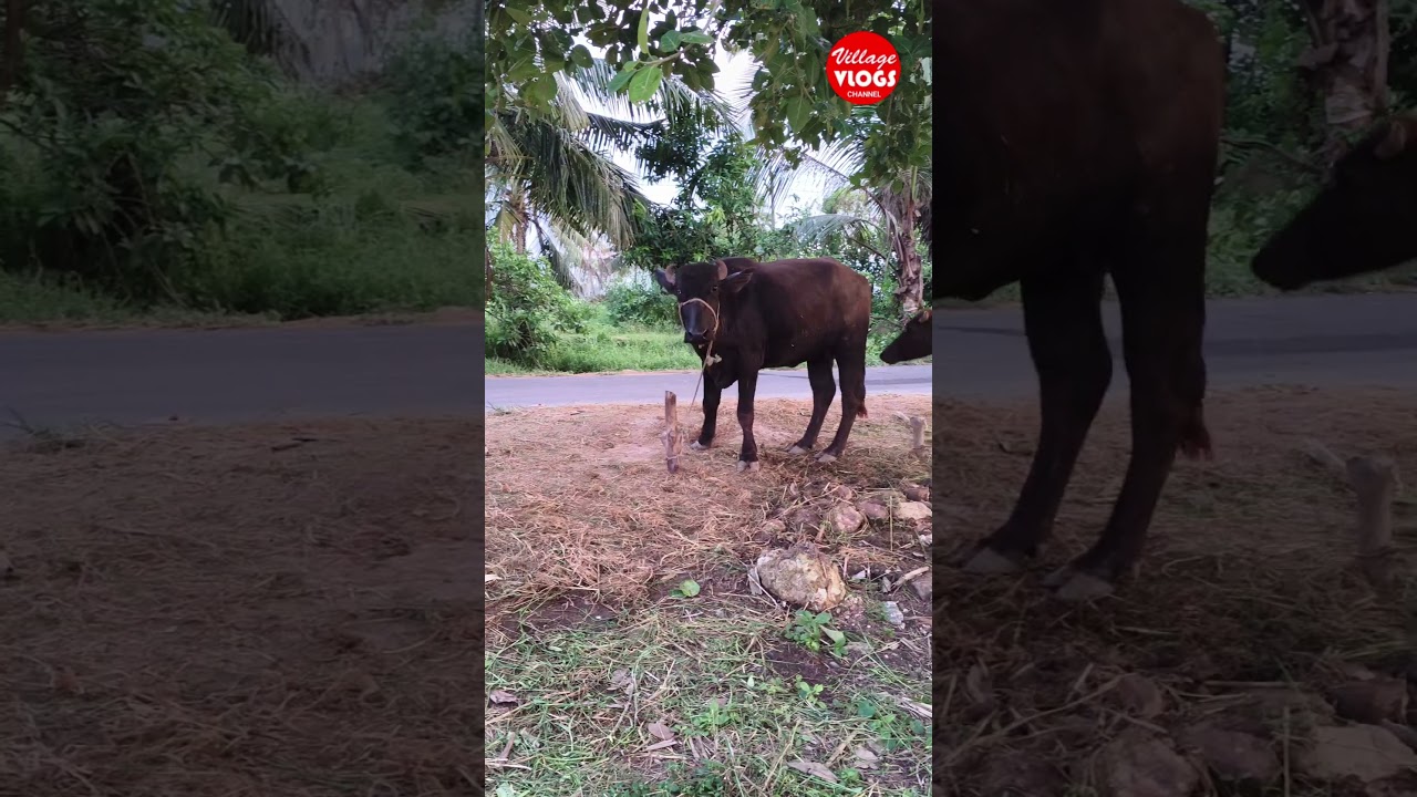 komatlapalem village 