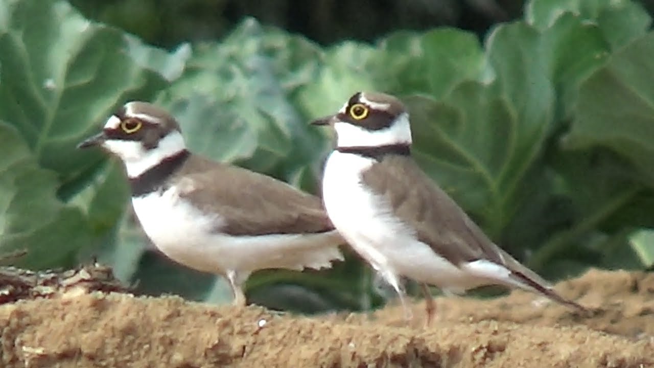 Little Ringed Plover ( Charadrius dubius ) Spring 2023