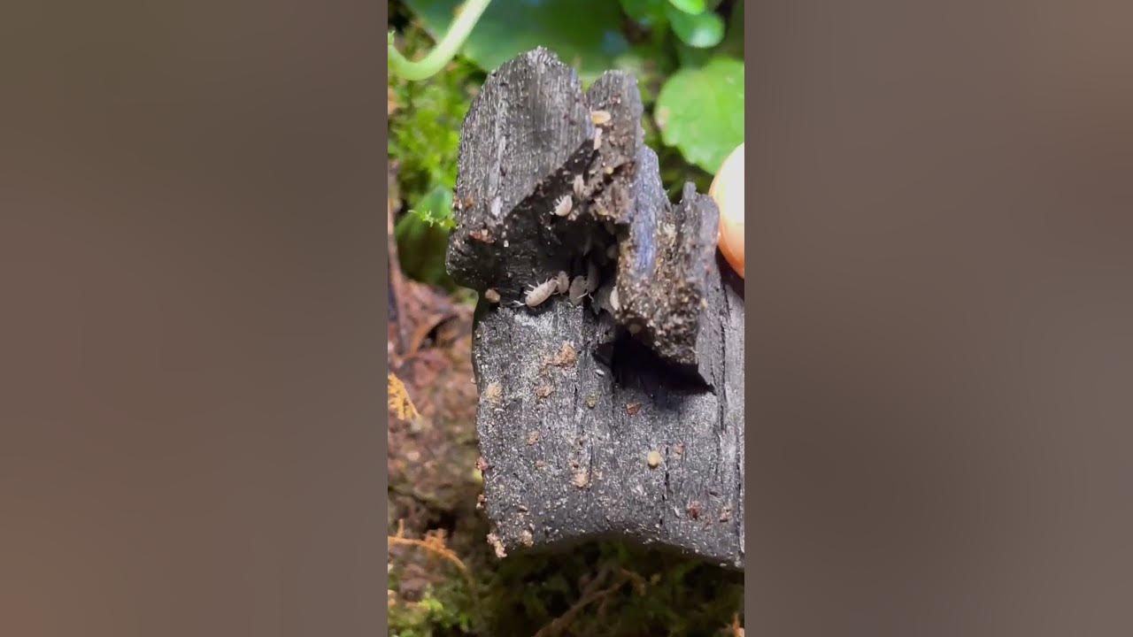 this-is-what-i-feed-my-dairy-cow-isopods-custodian-fuel-for-isopods