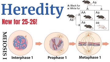 Meiosis and Genetics (AP Bio Unit 5) Made Super Simple!