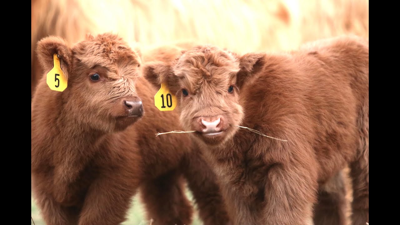 Adorable Fluffy Baby Cows 