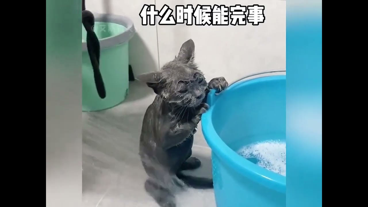 cat vs bath