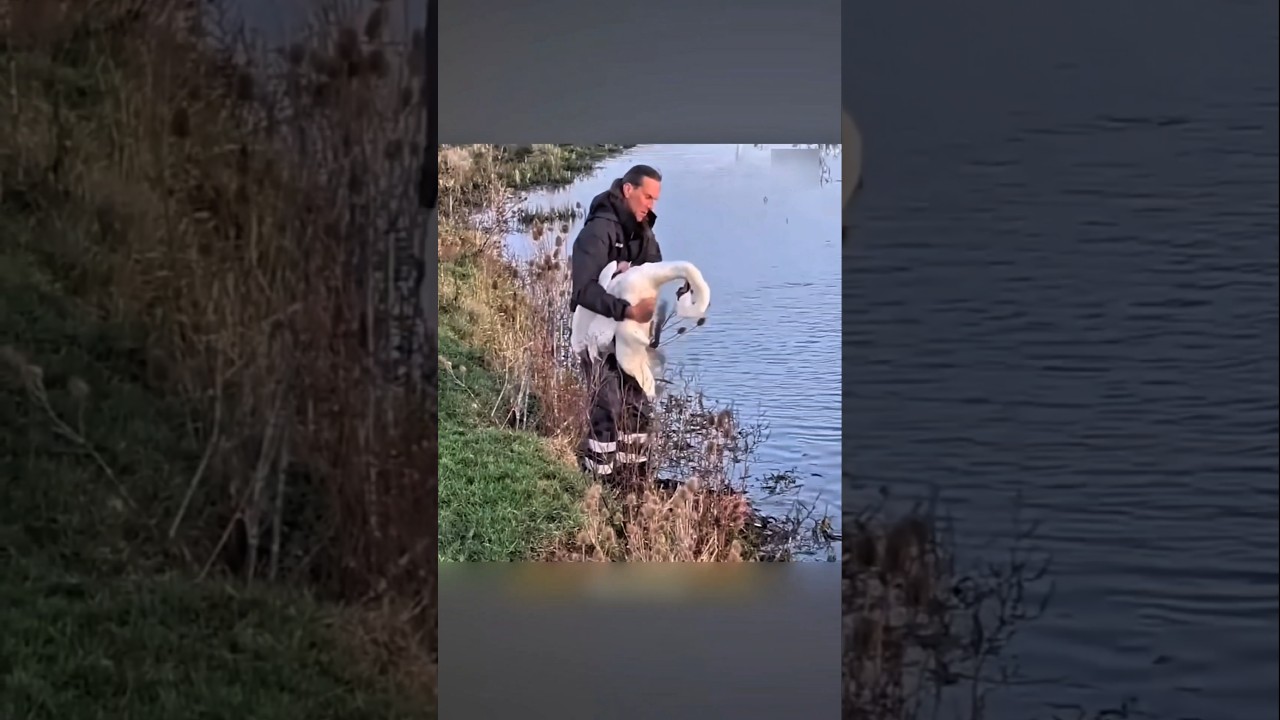 A kind man saved a goose's life.  |  A Kind Man Saved The Life Of A Swan #shorts #swan #rescue