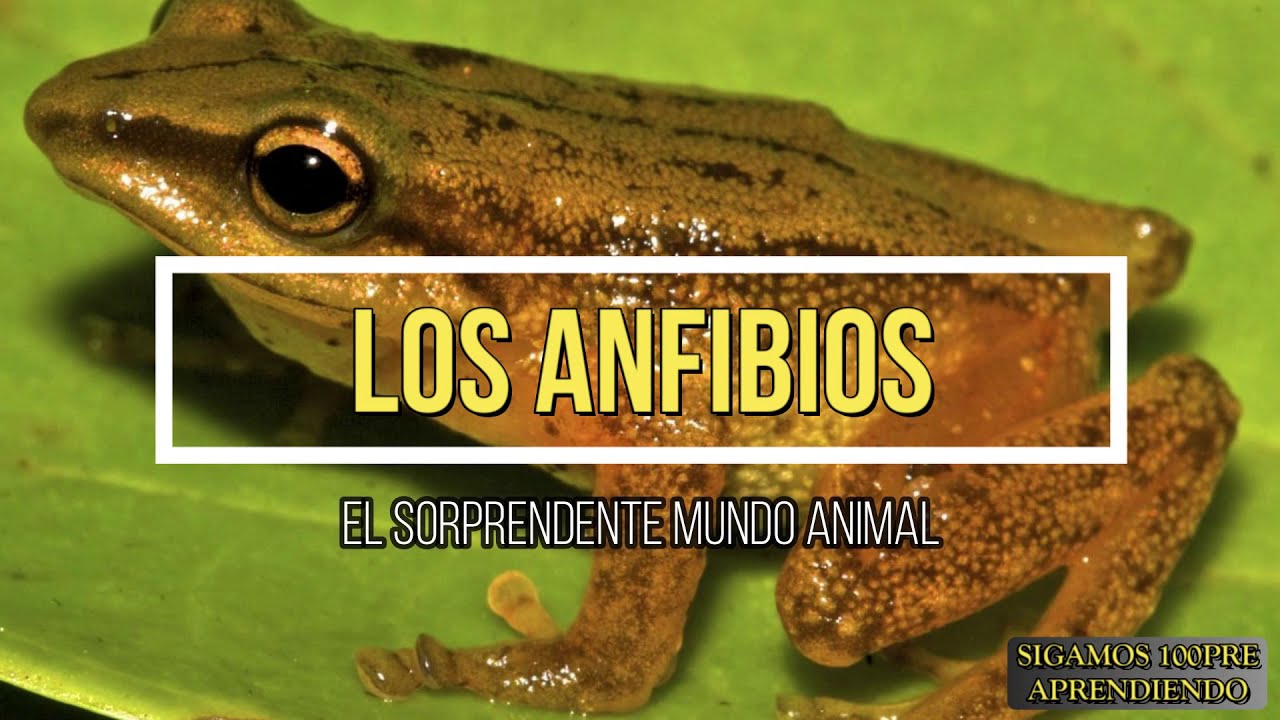 LOS ANFIBIOS PARA NIÑOS - YouTube