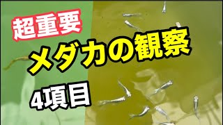 メダカの観察はココを見る！
