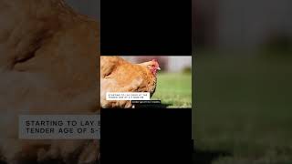 Famous Why Buff Orpingtons Are the Best Chickens for Egg Lovers! Wealth