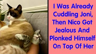 Times Pets Hilariously Showed How Jealous They Are  funny animals