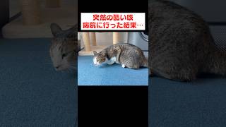 猫がゼェゼェと苦しそうに咳をし始めました