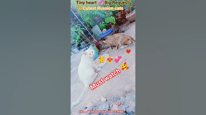 Video 11156541: russian grey cat, russian white cat, meet russian, adorable russian, cat steals, cute kitty