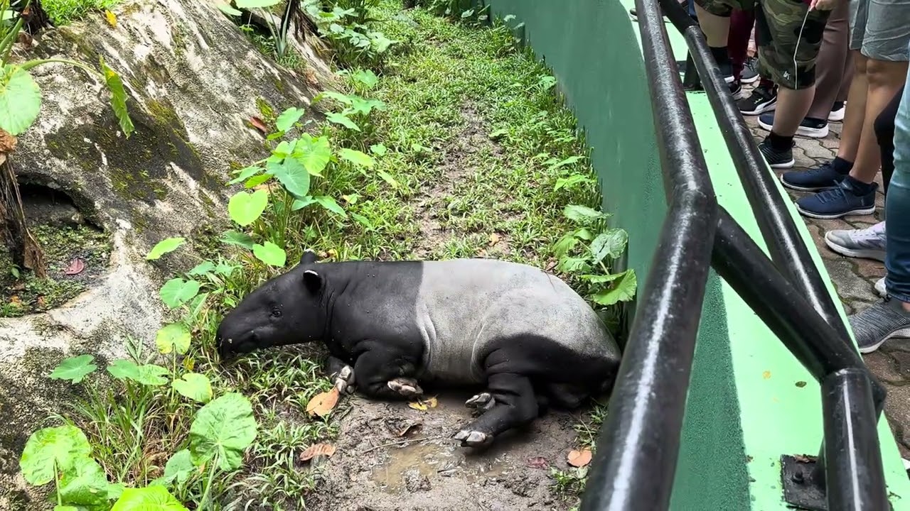 Lazy Malaysian animal 