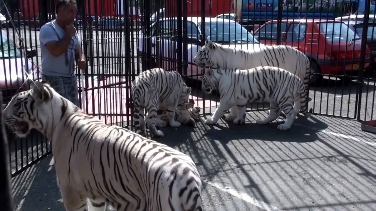 CIRQUE MAXIMUM: LE FILM