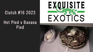 Clutch 2023 - Het Pied x Banana Pied