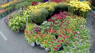 Flower Market 2018 - Streets full of beautiful flowers