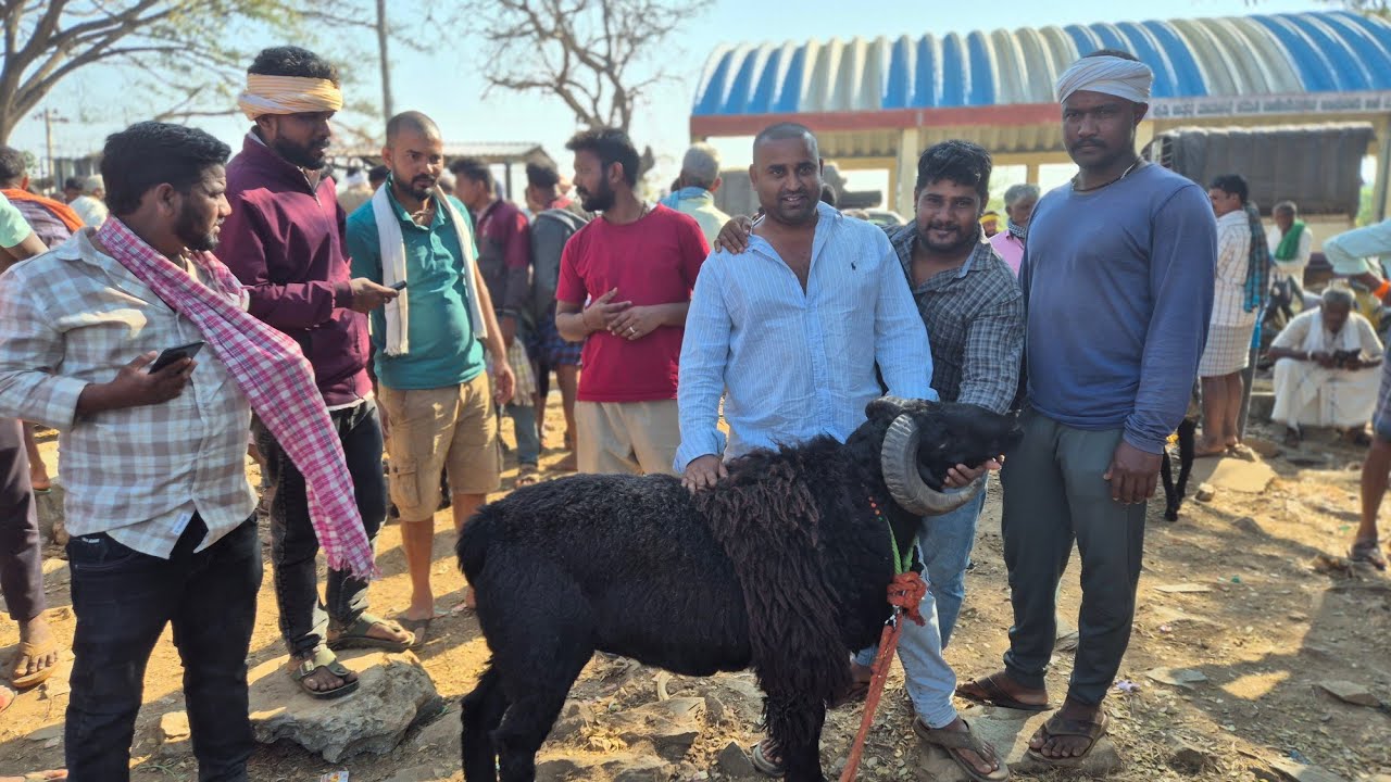 Ranebennur sheep and goats market update Every Sunday morning bazar Karnataka India