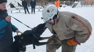 Постановка хватки в плечо в рамках одного занятия. #K9#German Shepherd#policedog#psa#dog_training