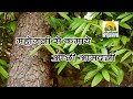 mahogany ki kheti | महोगनी की खेती कैसे करे | महोगनी के पेड़