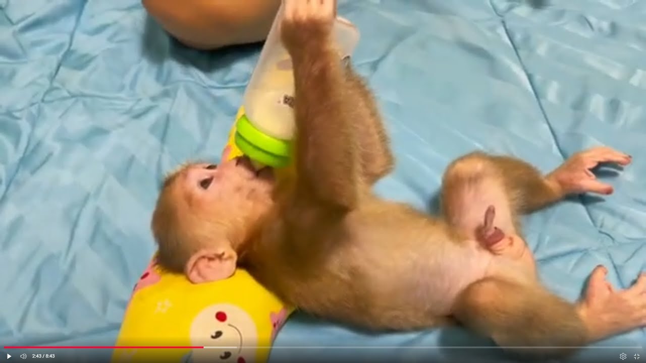 Baby monkey Miker drink milk in the morning