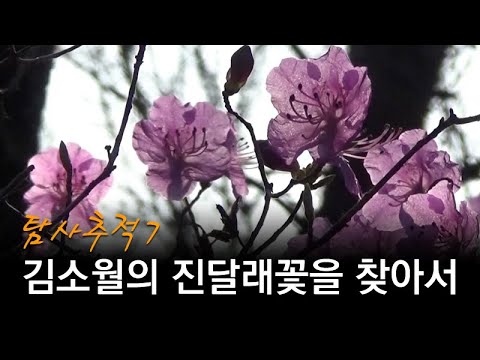 국어점수,,,김소월의 <strong>진달래꽃을</strong> 찾아서(탐사추적7)