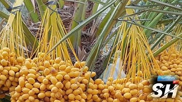 سوره البقره كامله بصوت الشيخ عبد الباسط عبد الصمد صاحب الحنجره الذهبيه