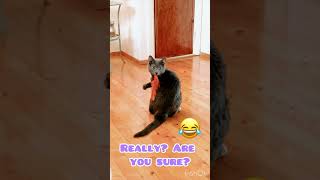 #shorts Hello #cat #cats and #catlovers :) Meowy Cat Finds a Feather But Wont Tell about it :D