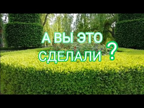 САМШИТОВАЯ ОГНЕВКА.