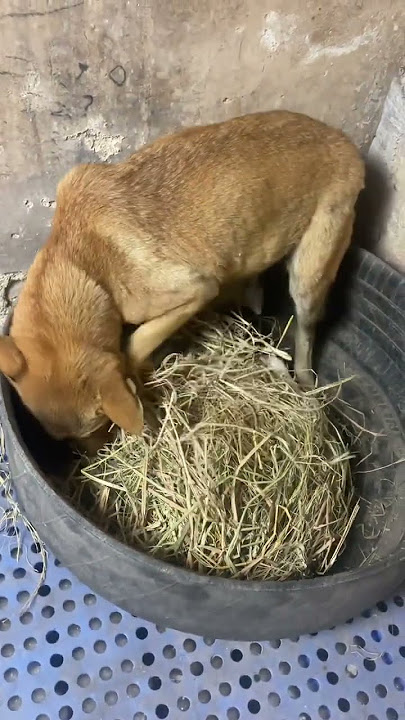 Dahuang, your Ah Huang is online again. Who doesn't love such a little puppy? Chinese native dog