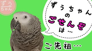 Zuu-chan's ancestors are